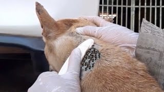 Remove millions fleas with comb 🪮 on my dog [upl. by Allenod]