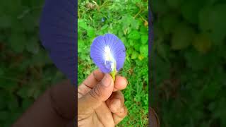 how glow your skin blue buterr fly ayurvedic flower [upl. by Rehpatsirhc]