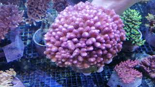 Stylophora pistillata pink XL 16 CM coral gandalf [upl. by Reginnej]