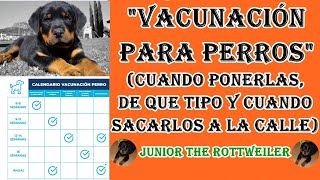 quotVacunas para perrosquot ¿Cuándo ponerlas y de que tipo quotJUNIOR THE ROTTWEILERquot [upl. by Aseen]