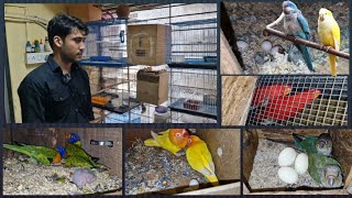 Bilal whole BREEDING setup8898983396 birdslovers breedingsetup pets [upl. by Talanian]