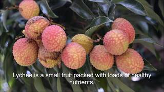 LYCHEE😋 Exotic Tropical Fruit Lychee  Vilazi Pazham  Litchi Tree  Indian Fruit  The first look [upl. by Nanoc]