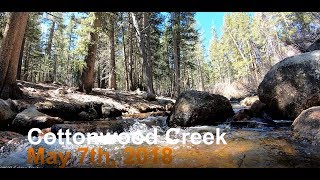 Cottonwood Creek Golden Trout [upl. by Emolas]