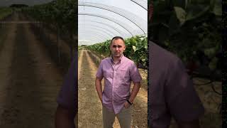 What are polytunnels and why do you use them [upl. by Dav]