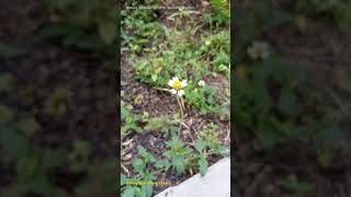 Invasive Plant Tridax Flower Description Ecology invasivespecies flowers shortsnatural [upl. by Atreb939]