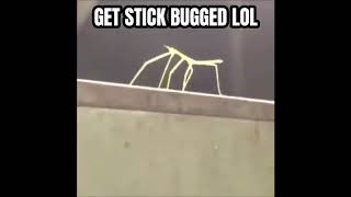 Get Stick Bugged lol [upl. by Olimac487]