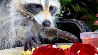 What Happens When You Give a Baby Raccoon JellO [upl. by Catha594]