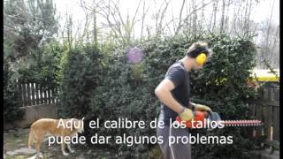 Cómo recortar un seto de Pyracantha con cortasetos eléctrico [upl. by Haikan101]