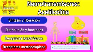 Neurotransmisores  Sistema nervioso central  Acetilcolina  Acetilcolina fisiología [upl. by Surovy]