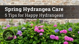 Spring Hydrangea Care  5 Tips for Happy Hydrangeas [upl. by Annaeg430]