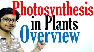 Photosynthesis in plants [upl. by Eirot220]