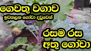 අතුගෝවා වගාව Athu Gowa Wagawa ගෙවතු වගාව  Kcr TEC [upl. by Ayom]