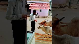 गाय से प्रेम cow shorts helpanimals animals [upl. by Nalra32]