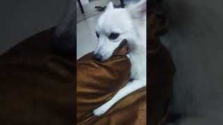 funny poomer tamilmusic cute poomarikunerndhakodumai tamilsong pets poomaram tamilmusici [upl. by Ydoow]