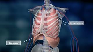 Science of Us  The Lungs and the Pulmonary Circuit  Bayer [upl. by Groeg767]