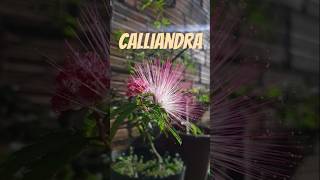 Calliandra brevipes Benth  Saiba mais 🌿 [upl. by Eibreh]