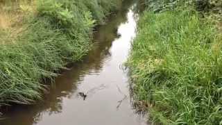 Longford River at The Two Bridges in Bedfont Feltham Middlesex London [upl. by Nilla]