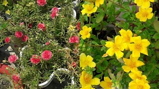 How to Save Collect Seeds Of Purslane Moss🌹Portulaca Plant for Next Year Hindi [upl. by Nirat455]