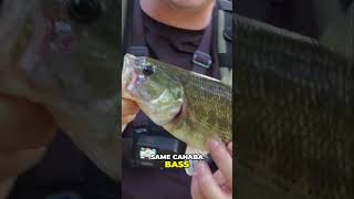 Cahaba Bass Same Fish Endless Action with Bait [upl. by Dlaregztif957]