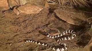 king snake vs rattlesnake [upl. by Stearne499]