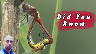 Exploring Dragonflies Evolution Species amp Fascinating Facts  A Shot of Wildlife Part 1 [upl. by Malcah462]