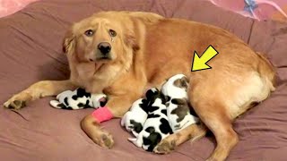 Dog Gives Birth – Then The Vet Realizes They’re Not Puppies [upl. by Elime744]