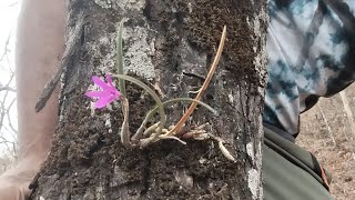 schomburgkiaisabelia violácea sophironitella violáceae muito mais 🥰naturezaplantas orquídeas [upl. by Anar]