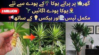 Yucca🪴How🤷🏻to Propagate🌱Yucca🌴Plant🌵from RootsYucca🌿Plant🪺Care\Yucca🌲Plant🌺Ki Cutting🪓kaise Lagaye [upl. by Airdnalahs964]