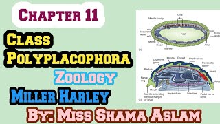 ZoologyCh11Molluscan Success Class PolyplacophoraShell and Internal Structure Of Polyplacophora [upl. by Llyrrad]