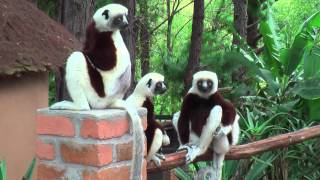 Coquerels Sifaka Propithecus coquereli [upl. by Graehl]