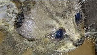 Gigantic Cuterebra Removed From Kittens Head Part 1 [upl. by Nikolai923]