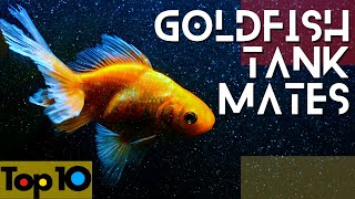 Goldfish Friendly Tank Mates  Our Top 10 Choices [upl. by Enwad]