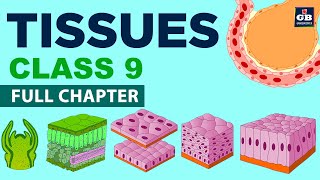 Tissues Class 9 Full chapter Animation  cbse 9 Biology  chapter 6 NCERT  Gradebooster [upl. by Letnuahc]