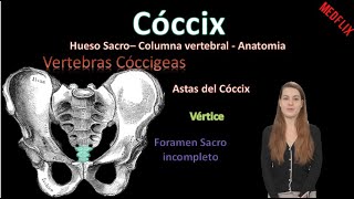 🦴 Cóccix  Columna Vertebral  Anatomía [upl. by Ramedlab]