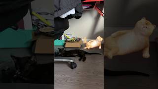 Biggy and Cat AI biggy kitten blackcat tiktokviral tiktokvideo catyoutube shortsyoutube yt [upl. by Piotr456]