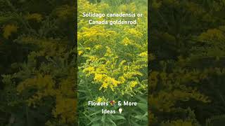 Solidago canadensis or Canada goldenrod  Flowers 💐 amp More Ideas 💡 [upl. by Akinit812]