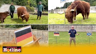 Scotland at Euro 2024 Alma the psychic Highland Cow predicts Scotland v Germany result [upl. by Toddy]