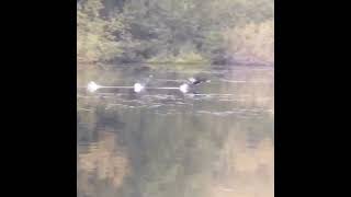 Cormorant taking off after fishing Shorts Cormorant TakingOff [upl. by Vasquez]