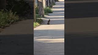 Squirrel Beth in the back lane short greysquirrels squirrelwatching [upl. by Ayar491]