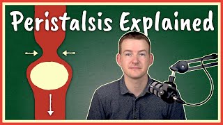 Peristalsis Explained [upl. by Nnyletak820]