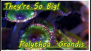 Biggest Zoanthid  Paly Palythoa Grandis Care [upl. by Honeywell685]