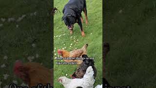 feeding chickens popcorn amp we had one extra friend sneak in our Rottweiler he thinks hes sneaky [upl. by Jaclyn]