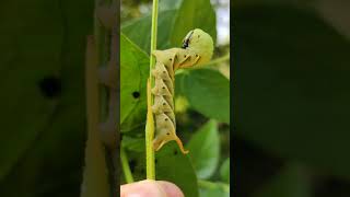 CATERPILLAR OF DEATH HEAD HAWK MOTH [upl. by Otnas923]