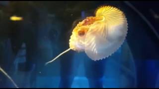 Paper Nautilus Argonauta argo making a lure using Its tentacle [upl. by Yoral495]