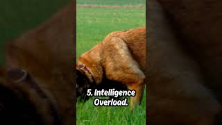 10 Facts about Belgian Malinois  Belgian Malinois 🐶 shorts dogs youtubeshorts namitaology [upl. by Selemas]