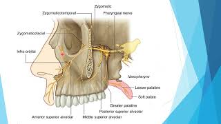 6 pterygopalatine fossae [upl. by Notserc873]