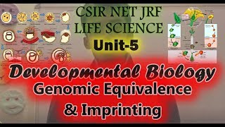 Unit 5 Developmental Biology Genomic Equivalence amp Imprinting [upl. by Ellehcit98]