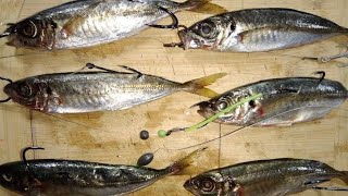 Different ways on how to SET UP BAIT for fishing  How and when to use these baits [upl. by Ehsiom]