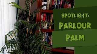 Parlour Palm Chamaedorea elegans Spotlight Care Guide amp Tips [upl. by Nirrep558]