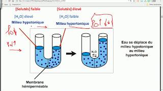 OSMOSE  HYPERTONIQUE  HYPOTONIQUE  gradient de concentration  PARTIE 6 [upl. by Darla893]